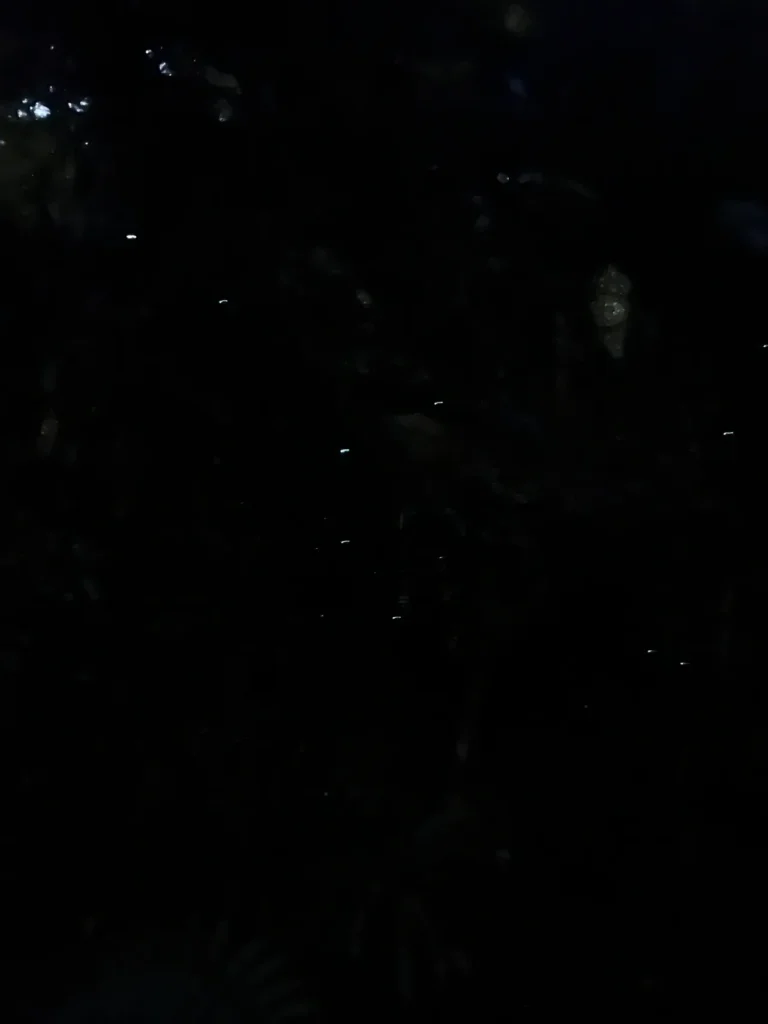 Glow worms in Top 10 Holiday Park